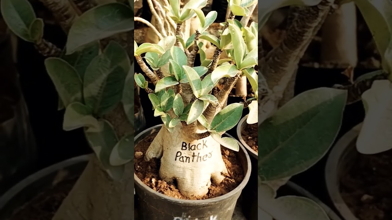 जनवरी के महीने में Adenium Plant पर कुछ काम किया 