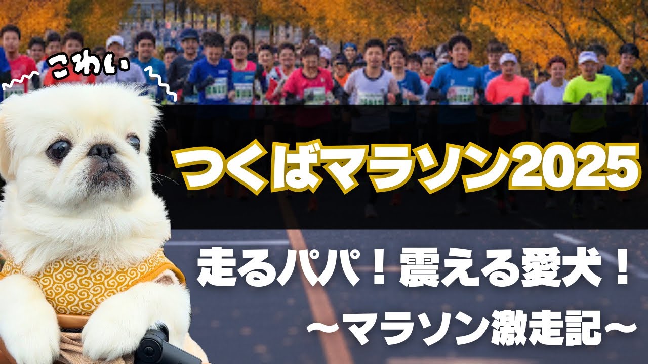 【つくばマラソン2025】震えるわんこと駆け抜けたパパ初めての42.195km【主役は犬】