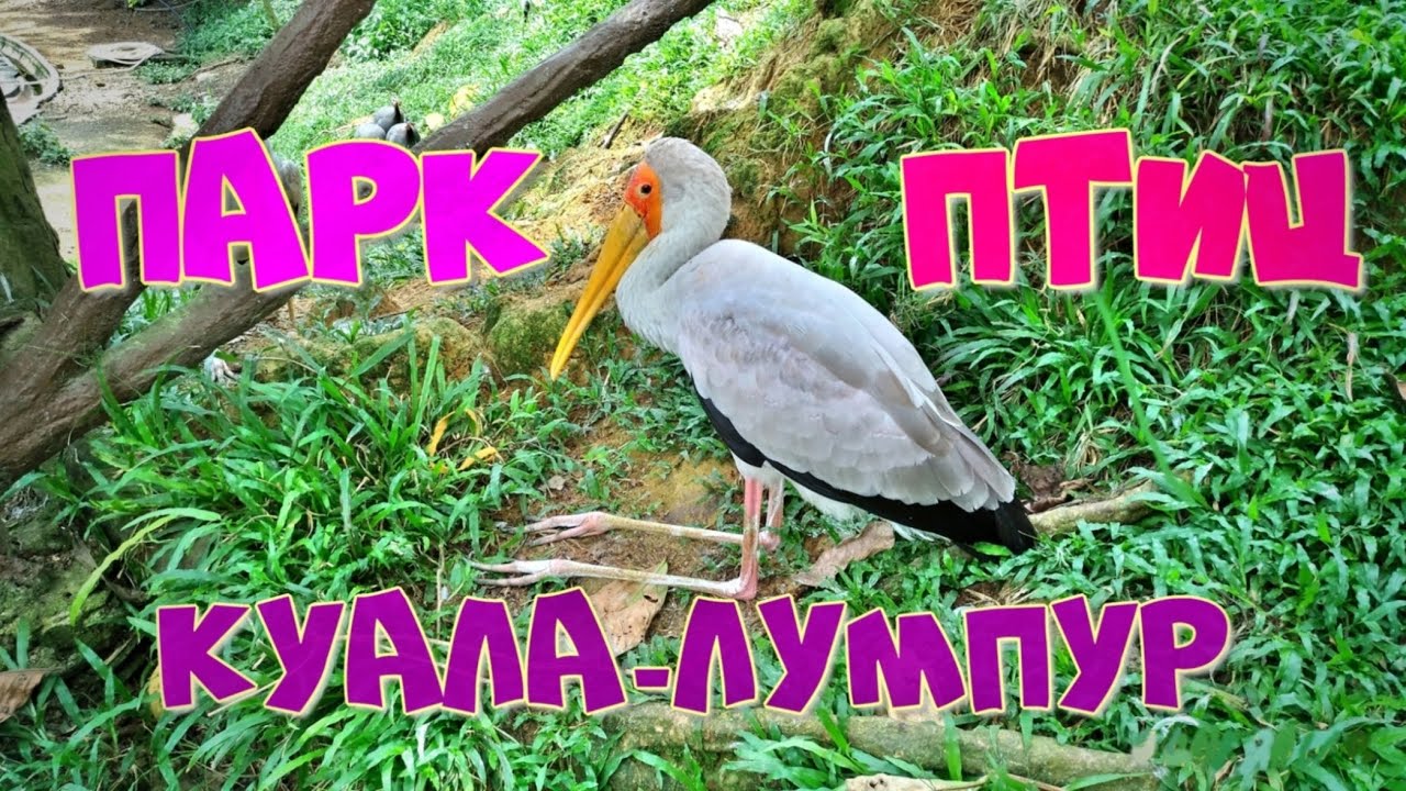 🌴Куала-Лумпур🐦Парк птиц🌴Малайзия🏦Kuala-Lumpur❤️Bird park🐦Самый красивый парк птиц в мире👍