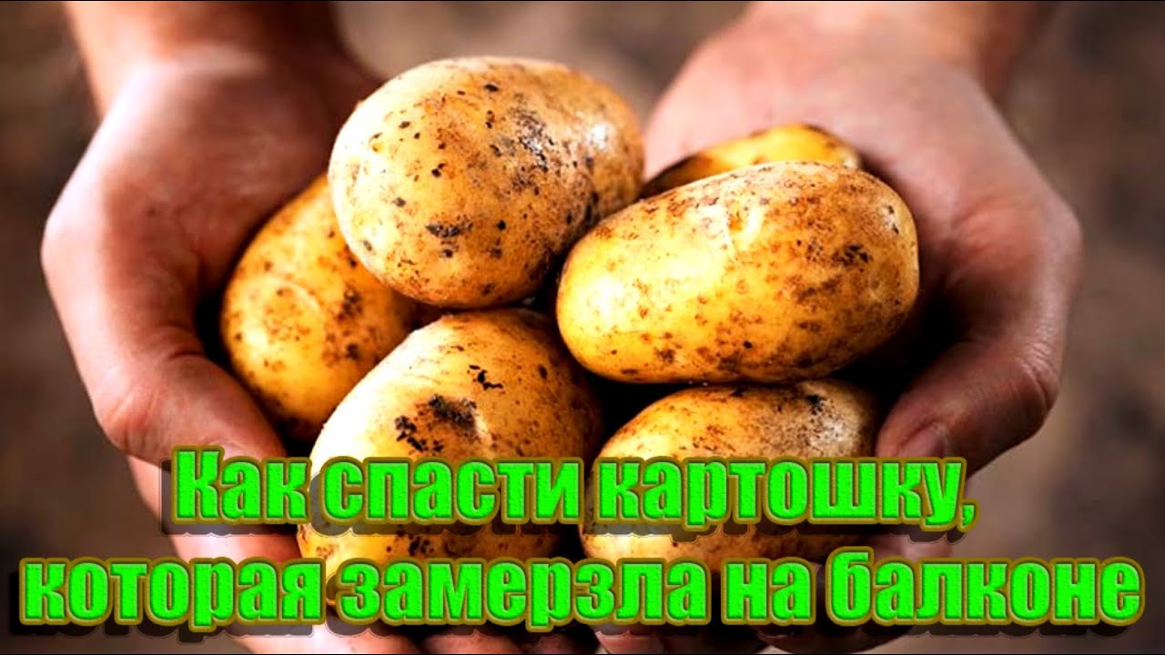 ➤ Как спасти картошку, которая замерзла на балконе ➤ Если замерзла картошка что делать?
