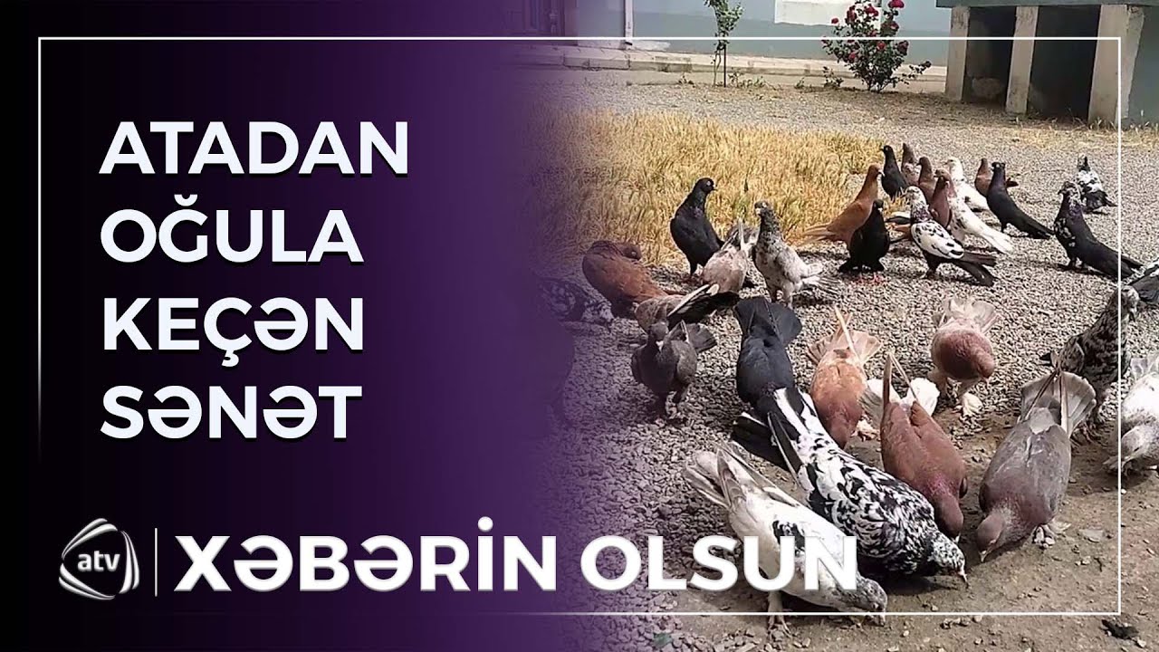 Atadan oğula keçən quşbazlıq sənəti / Xəbərin olsun