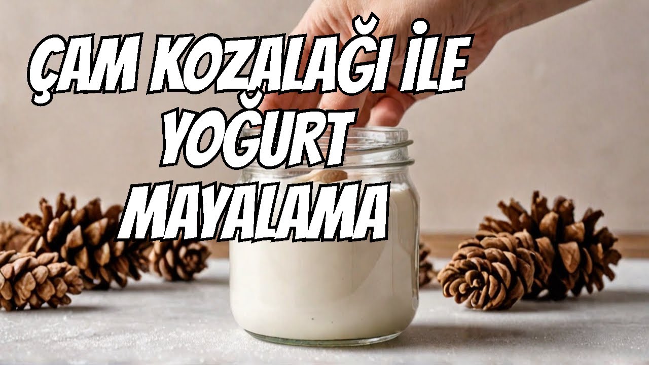 &Ccedil;am Kozalağı İle Yoğurt Mayalama - Kozalakla Nasıl Yoğurt Mayalanır?