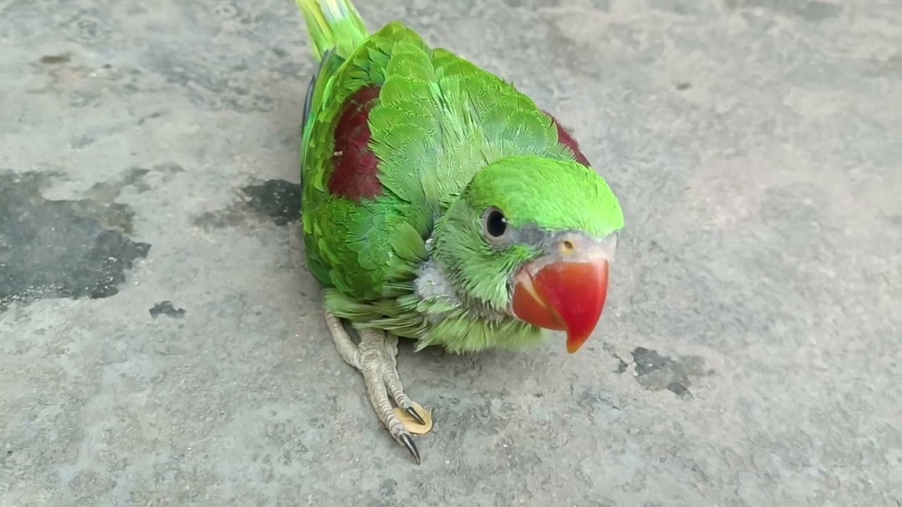 मिठु अब थोड़ा थोड़ा बड़ा हो रहा है😍 || Love You Leo || #loveyouleo #babyparrot #talkingparrot 2026