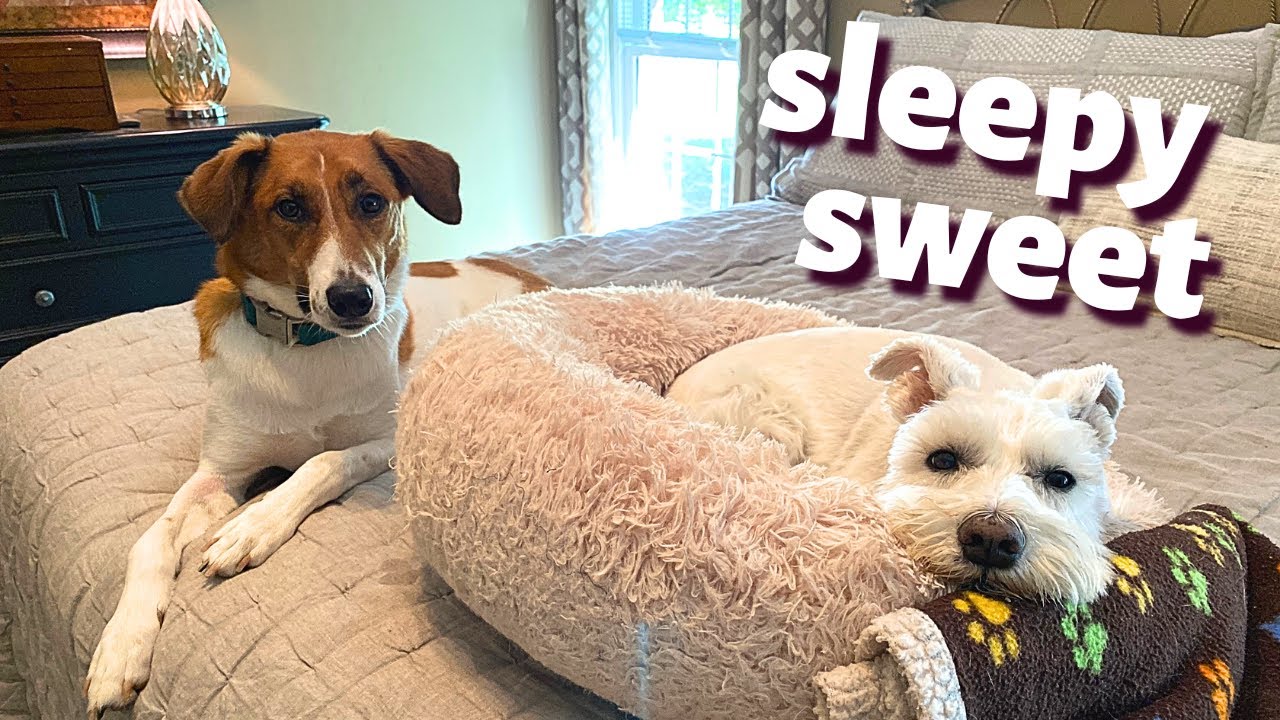 Dog's Sweetest Nighttime Routine will Melt Your Heart