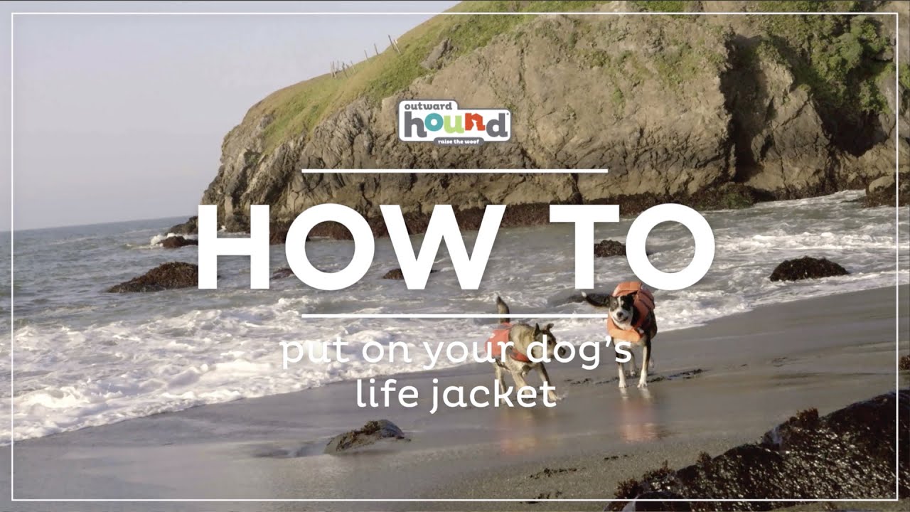 How to put on your dog's Outward Hound Life Jacket