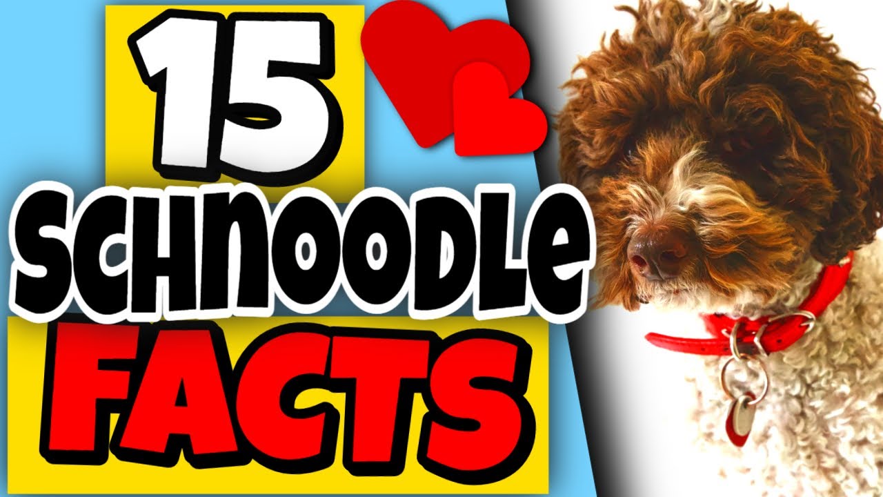 15 Facts About Schnoodles You Should Know | Schnoodle Dogs 101