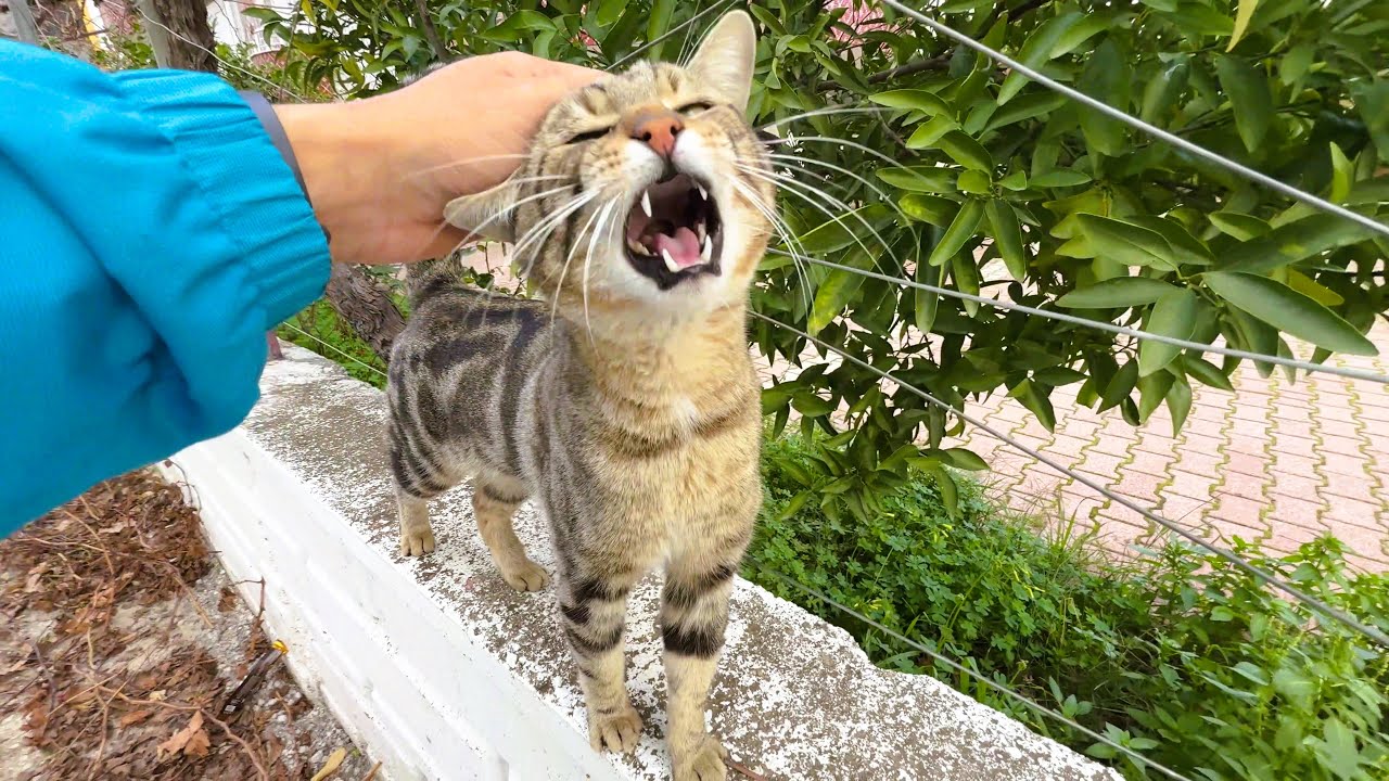 This Street Cat Wouldn’t Stop Talking to Me