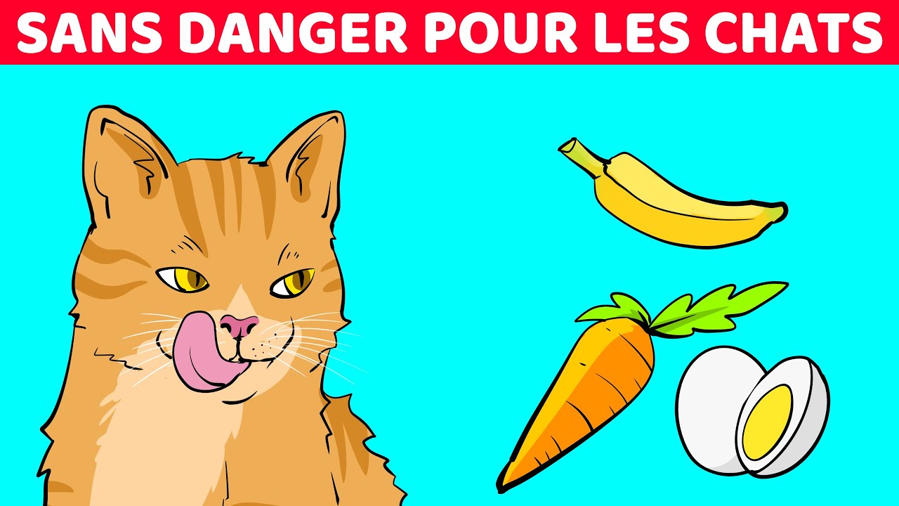 10 Aliments Pour Humains Qui Sont Excellents Pour Les Chats