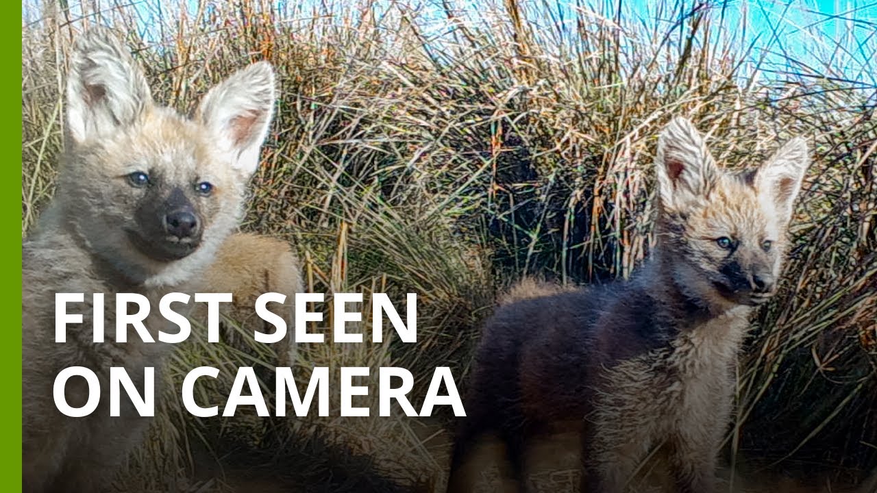 Rare footage of elusive maned wolf pups feeding