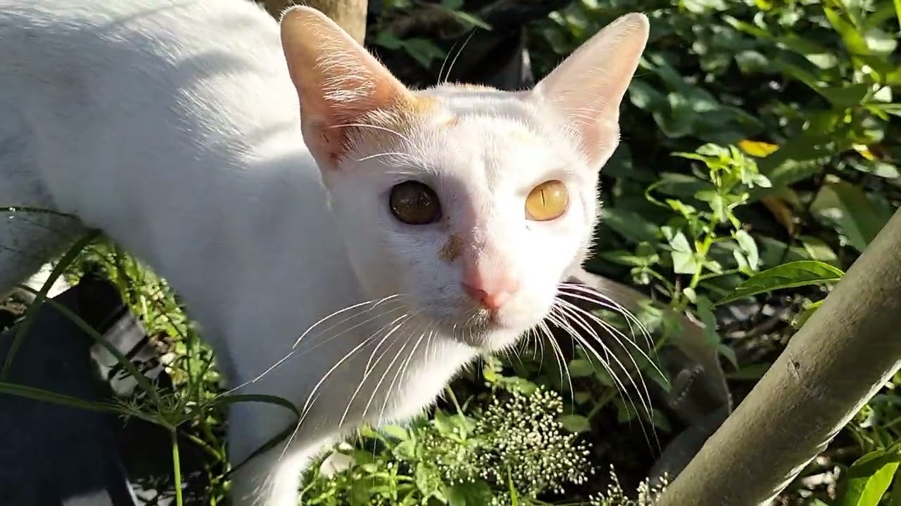 MENCOBA MENCAPAI CABAI #kucingrandom #kucingkebun #kucingmain #kitten #catlovers 