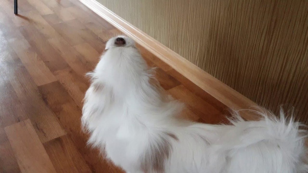 Japanese chin singing songs. Watch till the end!