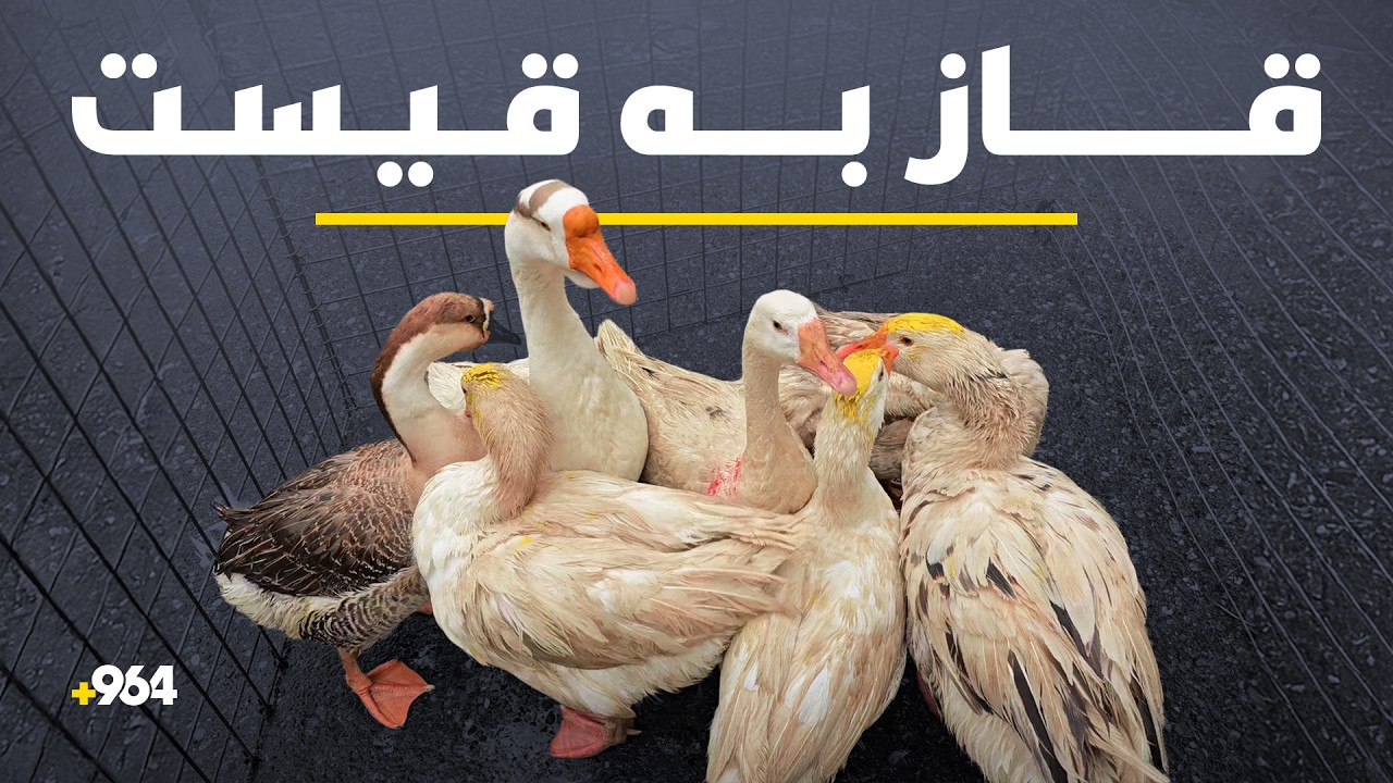 بێ موچەیی بازاڕی قەل و قاز فرۆشانی کز کردووە و فرۆشیارێکیش دەڵێت، بە قیستیش دەیفرۆشین