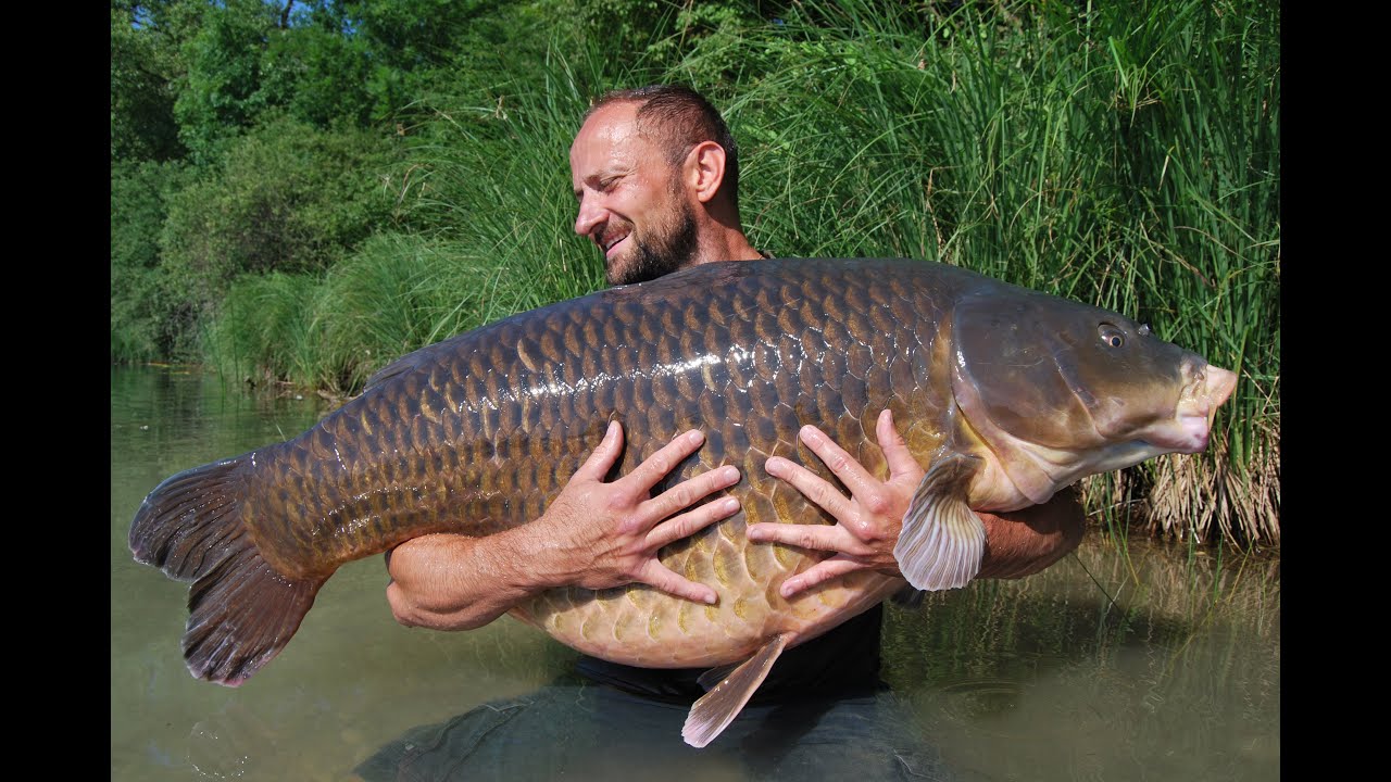 reupload :  En Session avec Fox Vol 6 - 35.2 kilos commune!