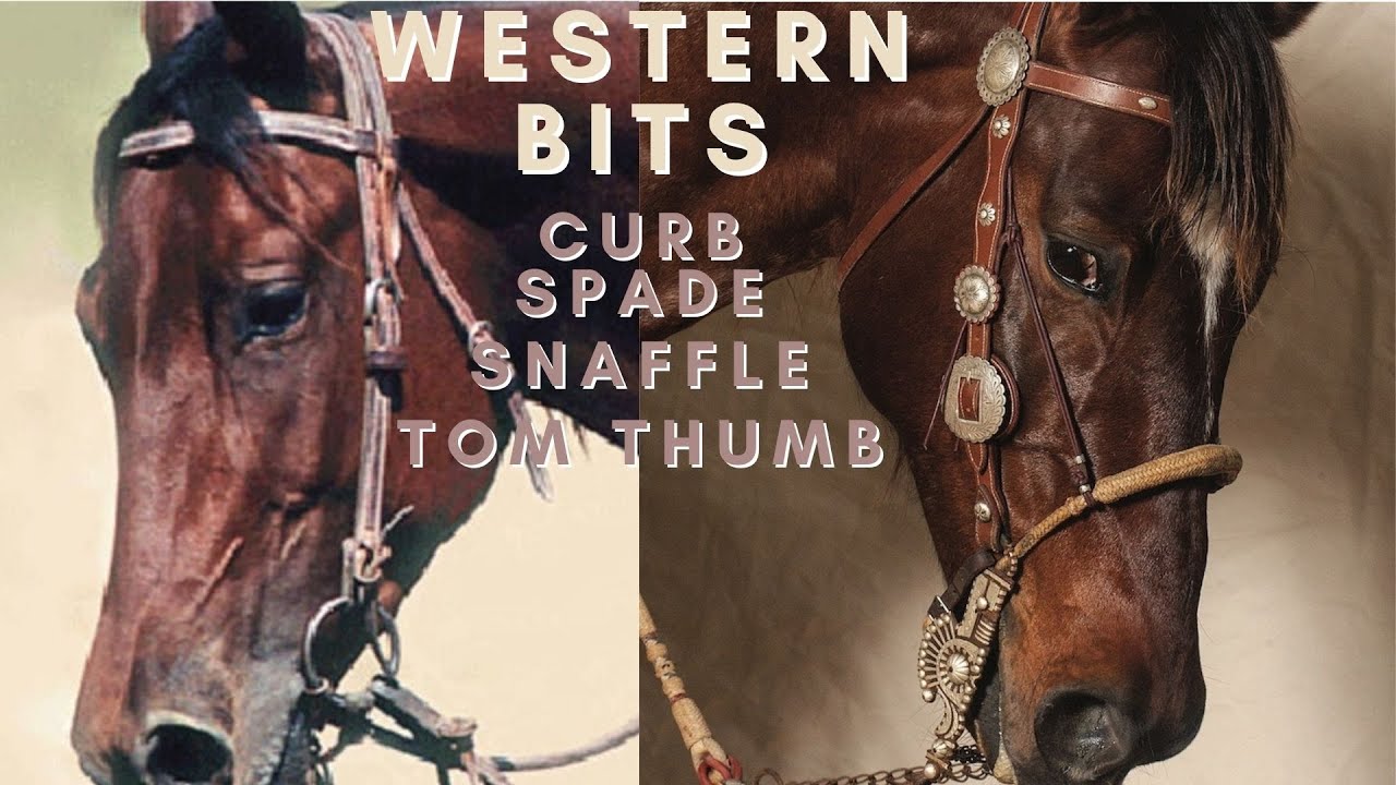 Learn About Western Bits: Curb, Spade, Snaffle, and Tom Thumb