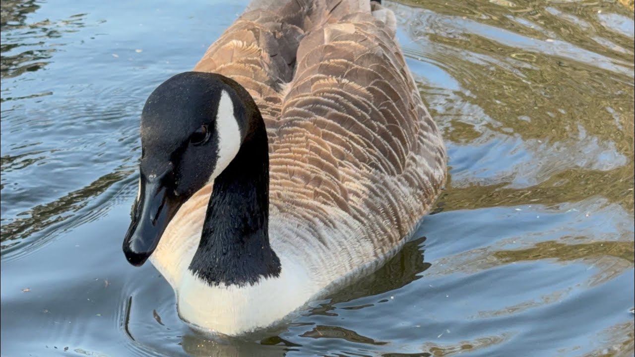 Geese Couple Enjoying Seeds/Grains. 4 March, 2026. 