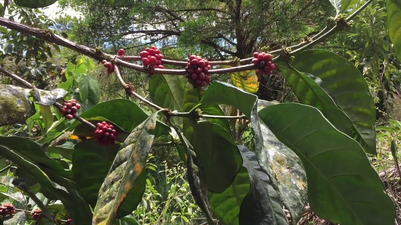 Liberica coffee plants How are they different from Arabica and Robusta
