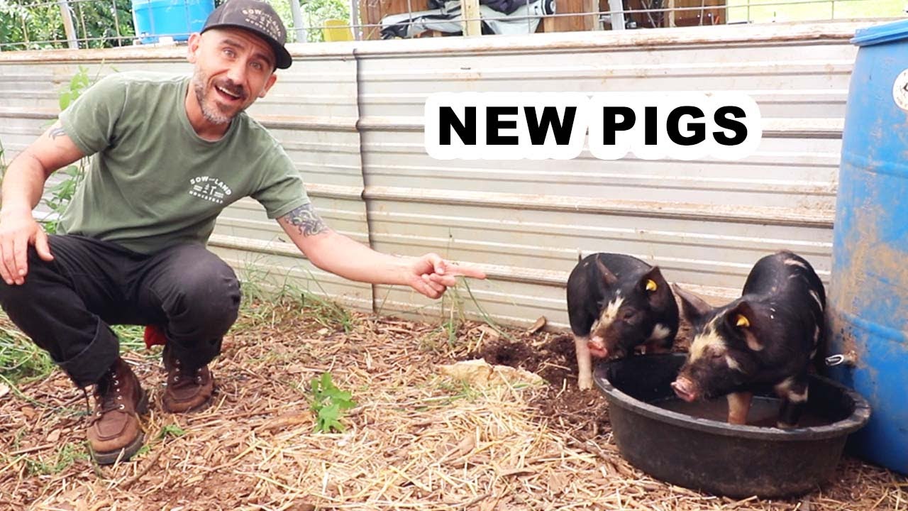 PIGS are back on the 1.5 acre HOMESTEAD 🐷