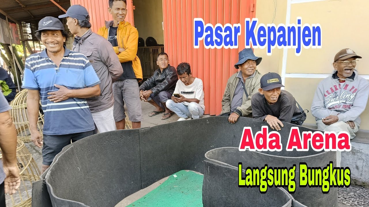 Pasar Kepanjen ‼️ Ayam Bangkok segala Jenis ada Arena untuk Mencoba 