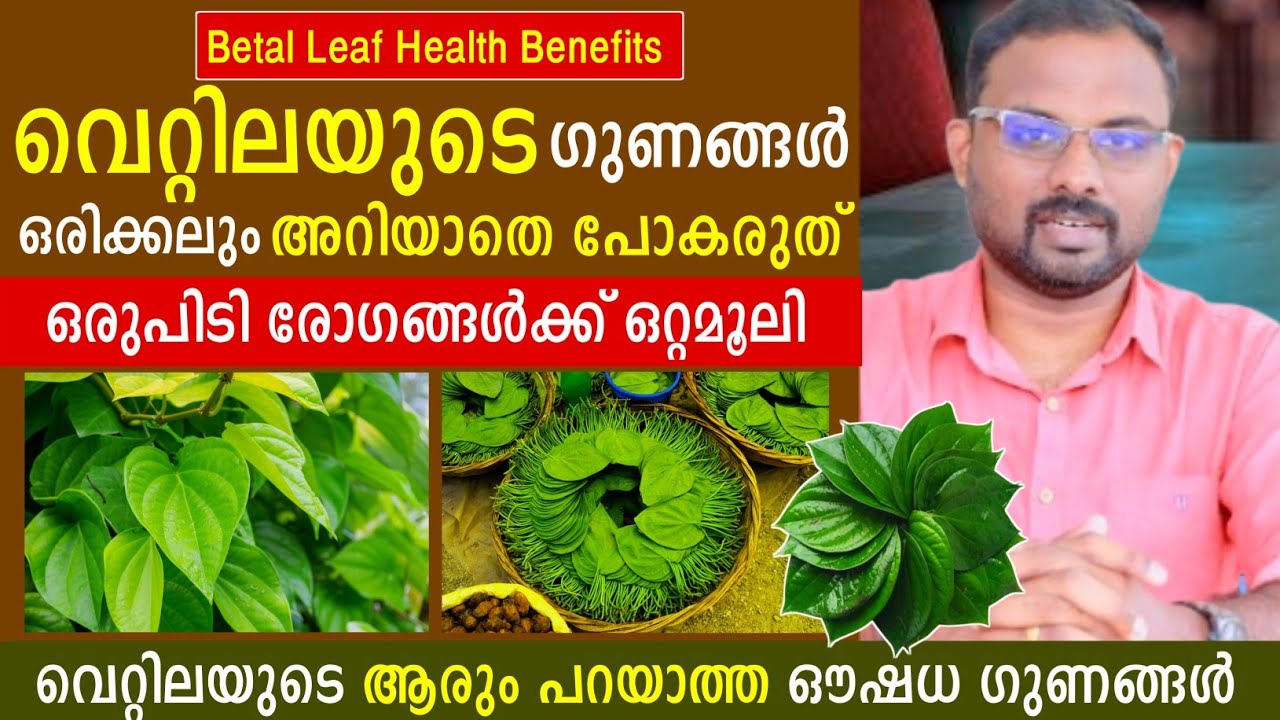 വെറ്റിലയുടെ 10 അത്ഭുത ആരോഗ്യ ഗുണങ്ങൾ | Betel Leaf top 10 health benefits | ഇങ്ങനെ ഉപയോഗിച്ച് നോക്കൂ