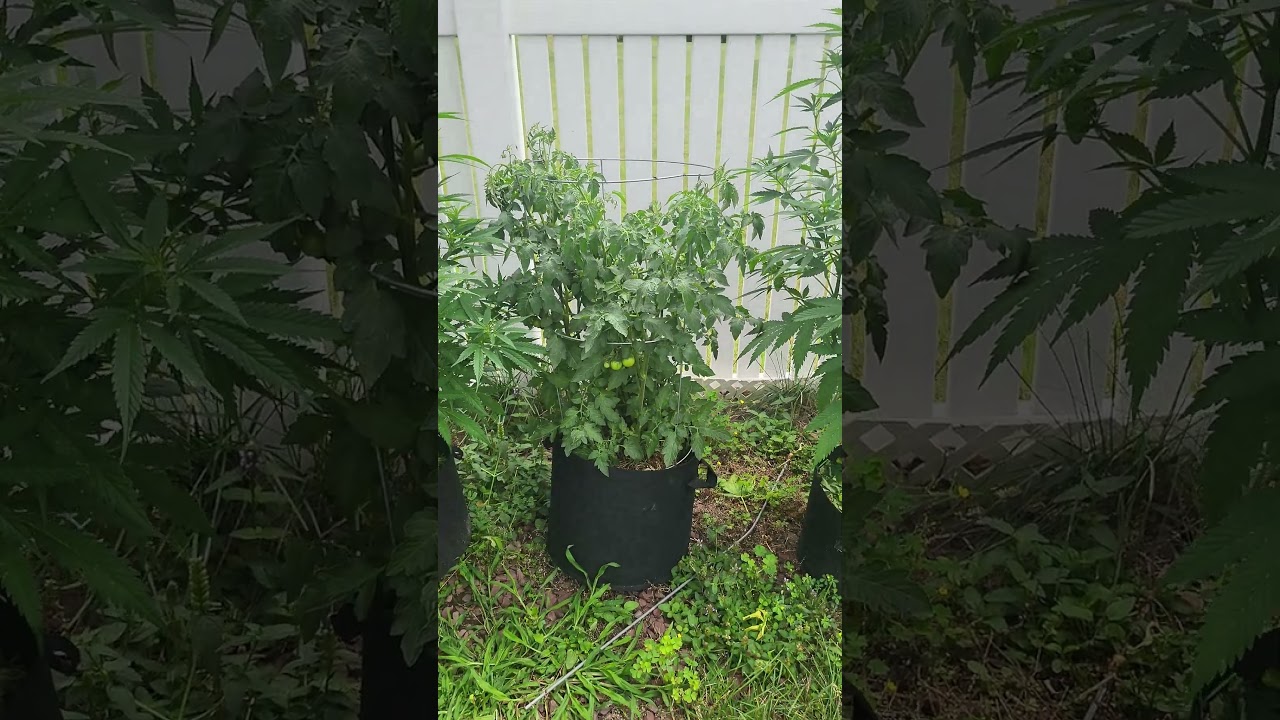 Outdoor (smaller grow) ILGM photo seeds/clones