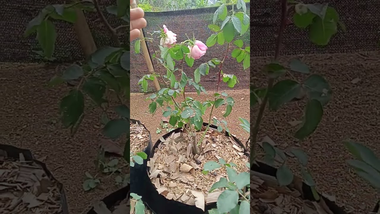 pemula wajib tau, alasan paket mawar online mati terus 🌹