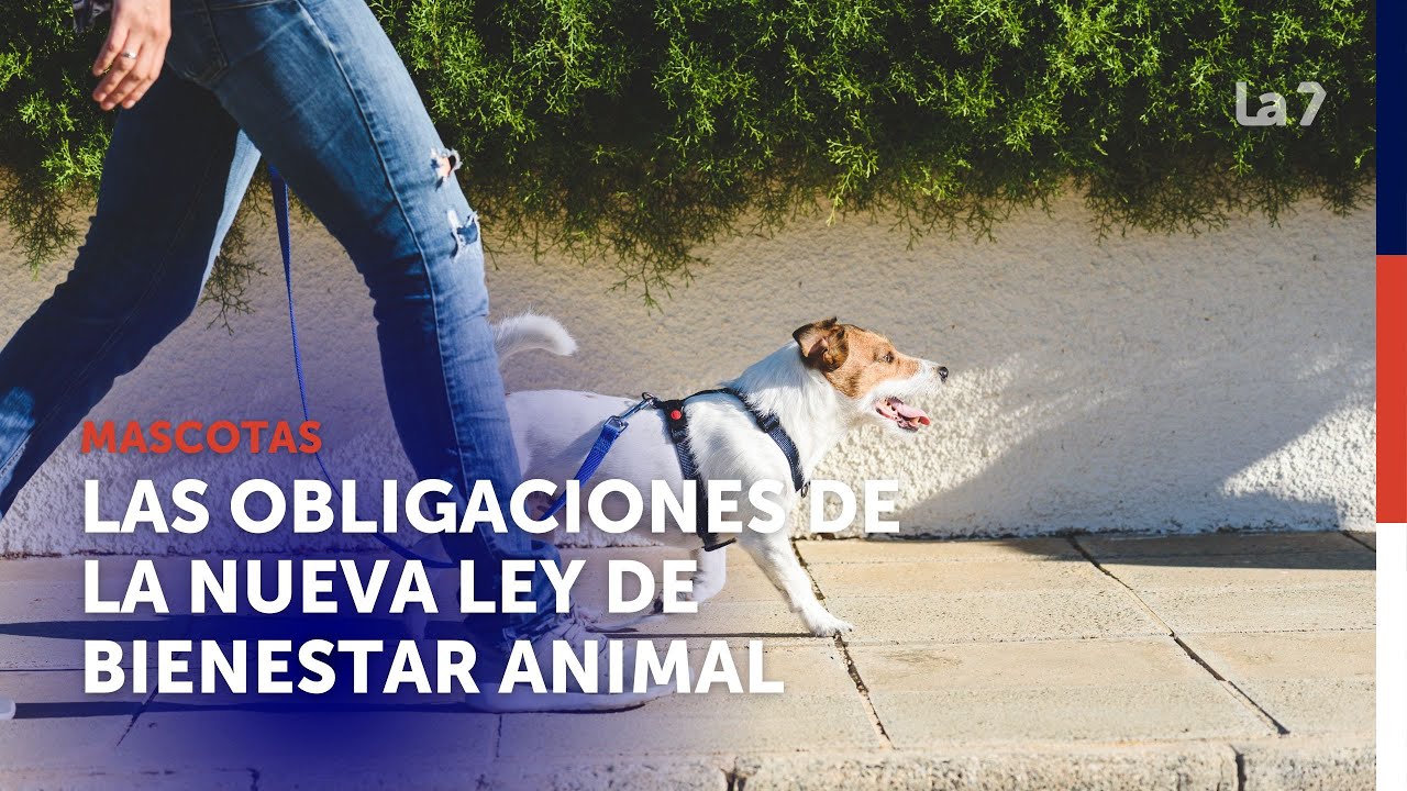 Todas las obligaciones y sanciones para los dueños en la nueva Ley de Bienestar Animal | La 7