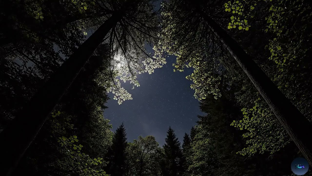 Deep Sleep Music | Forest Sounds for Sleeping Relaxation | Calming Sleep Track