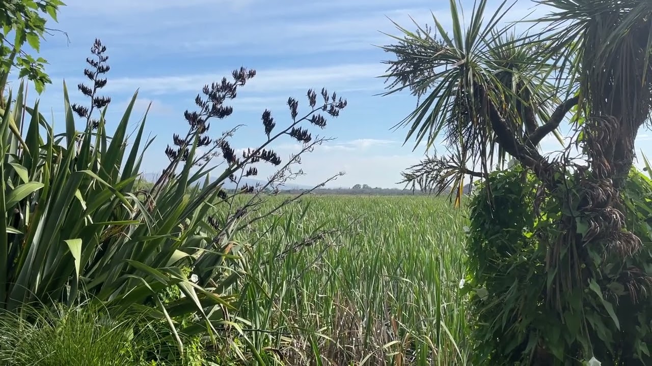 One Minute at a Time | #wabisabi #oneminuteatatime #nature #slowcontent  #slowliving #newzealand