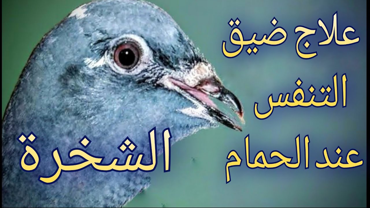 علاج ضيق التنفس عند الحمام(الشخرة)