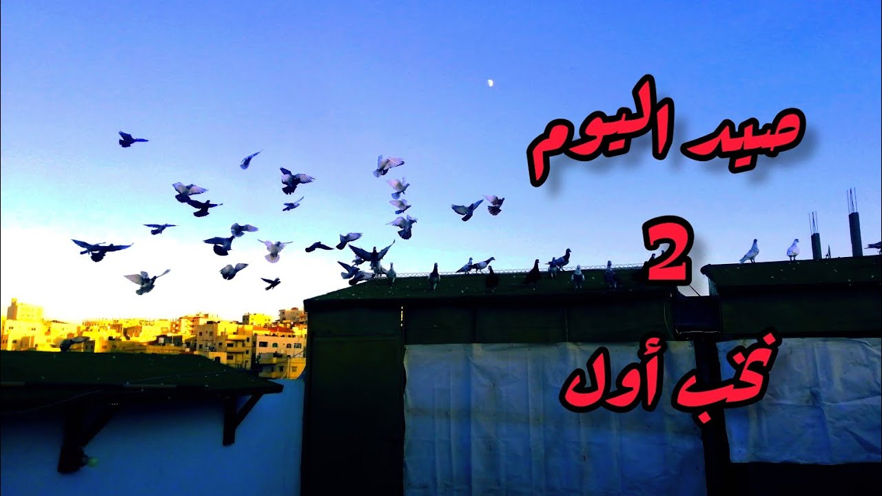 صيد. صيد اليوم. 2 نخب أول.