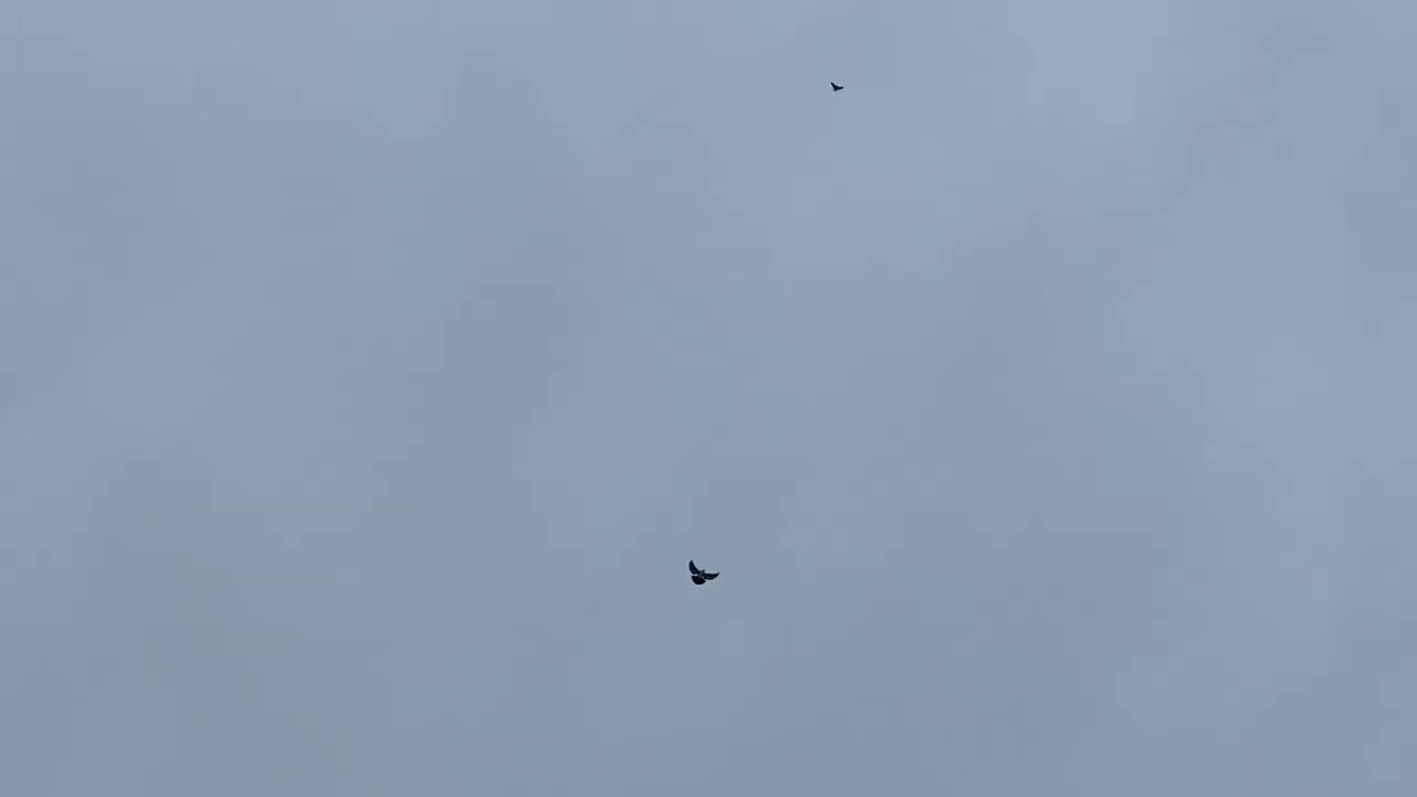 Голуби.одиночка всех перелетал с2.10.01.2026г