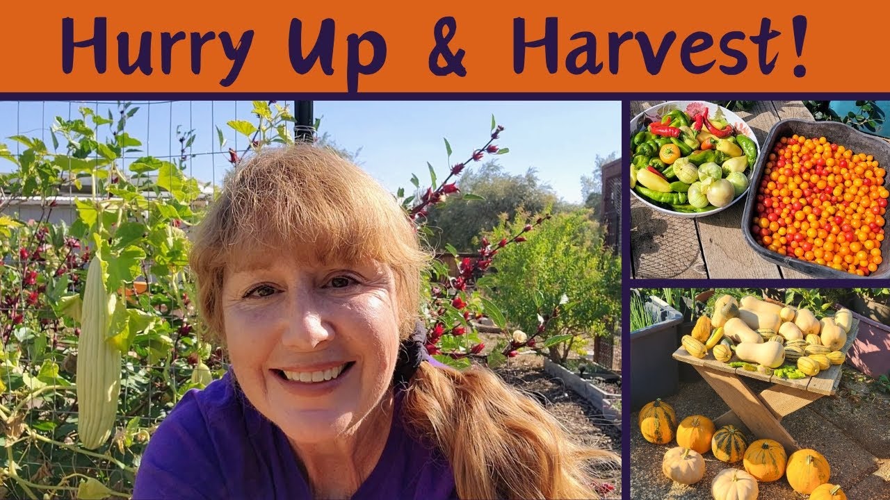 Time for an October HARVEST! Peppers, Winter Squash, & Cherry Tomatoes! Red Roselle Hibiscus, Too!