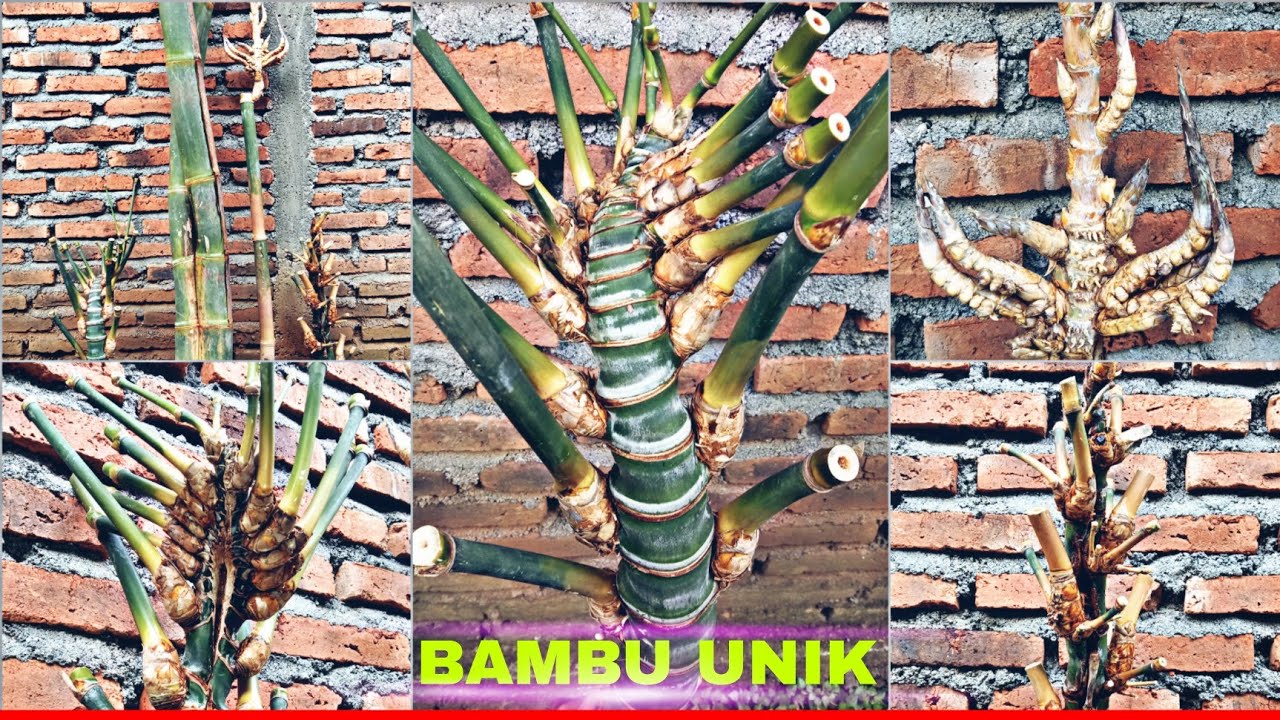 Bambu unik dampit jalu trisula dan songgo buono