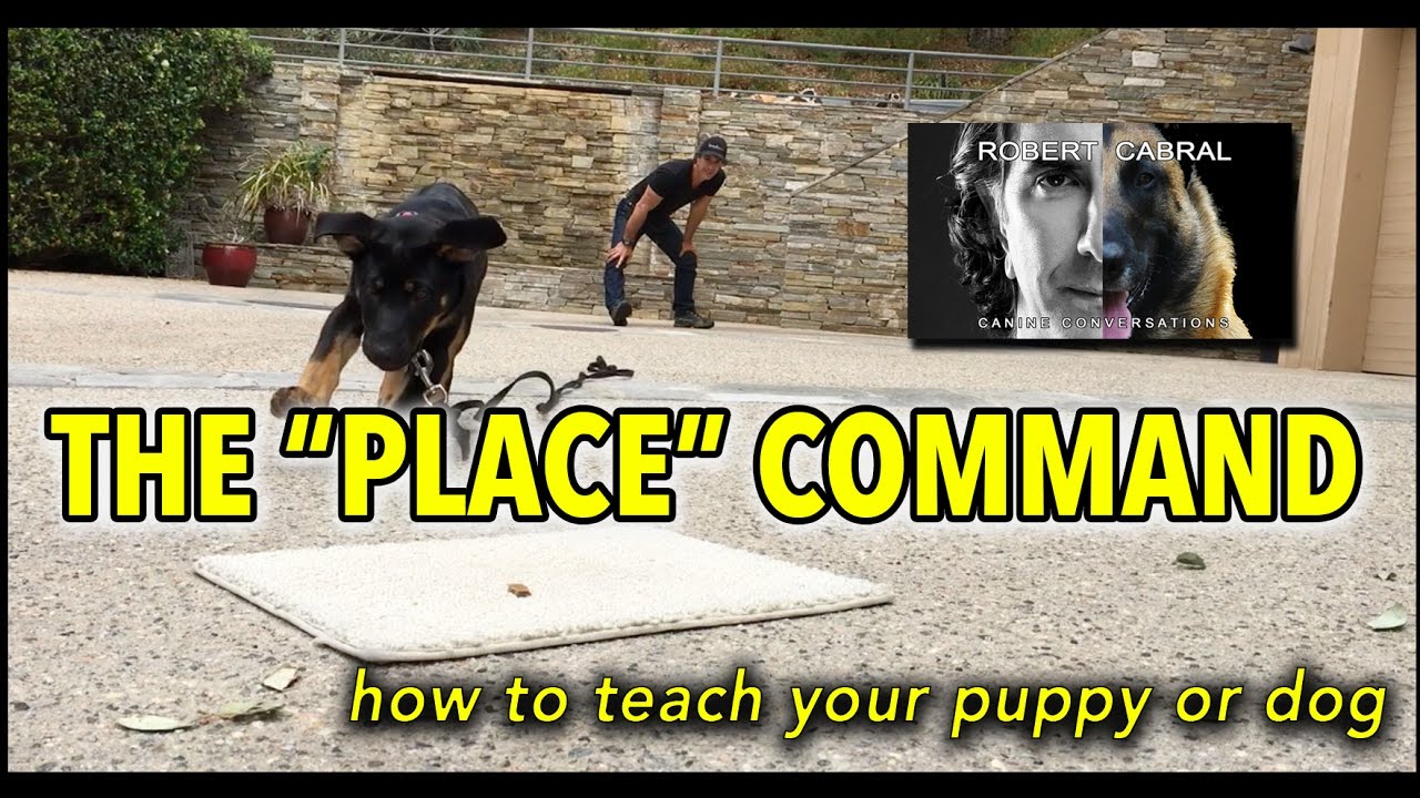 Puppy Training - The PLACE Command in Dog Training - Puppy & Dog Training Video