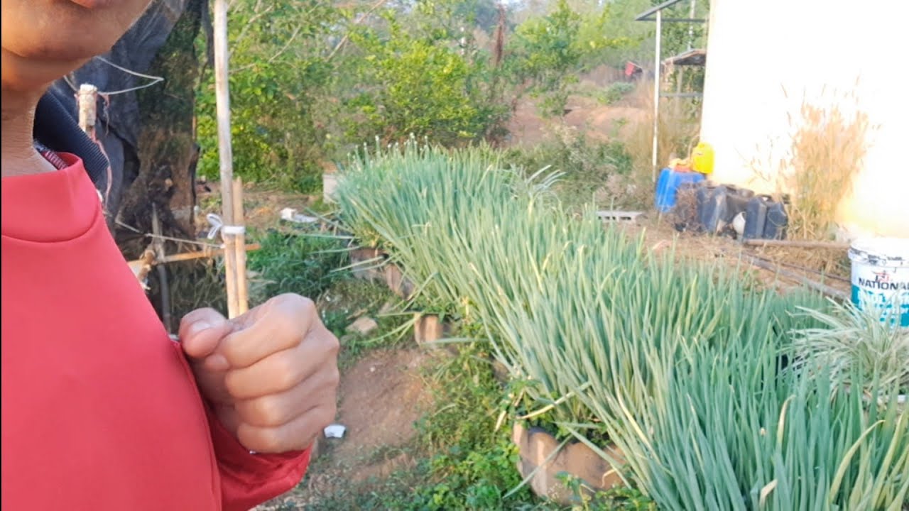 เห็นพืชผักที่ปลูกไว้โตไวกำลังใจก็มาเต็มกระบุง