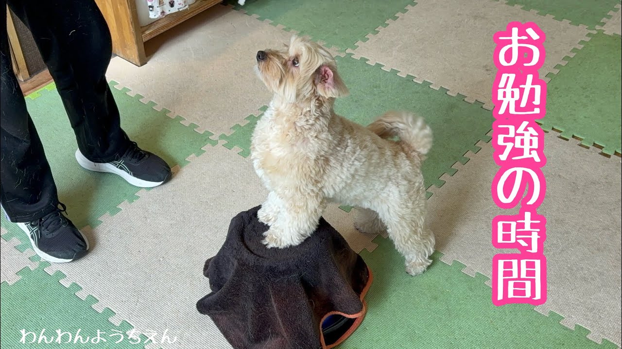 【犬の幼稚園】ピボットってどんな技？？