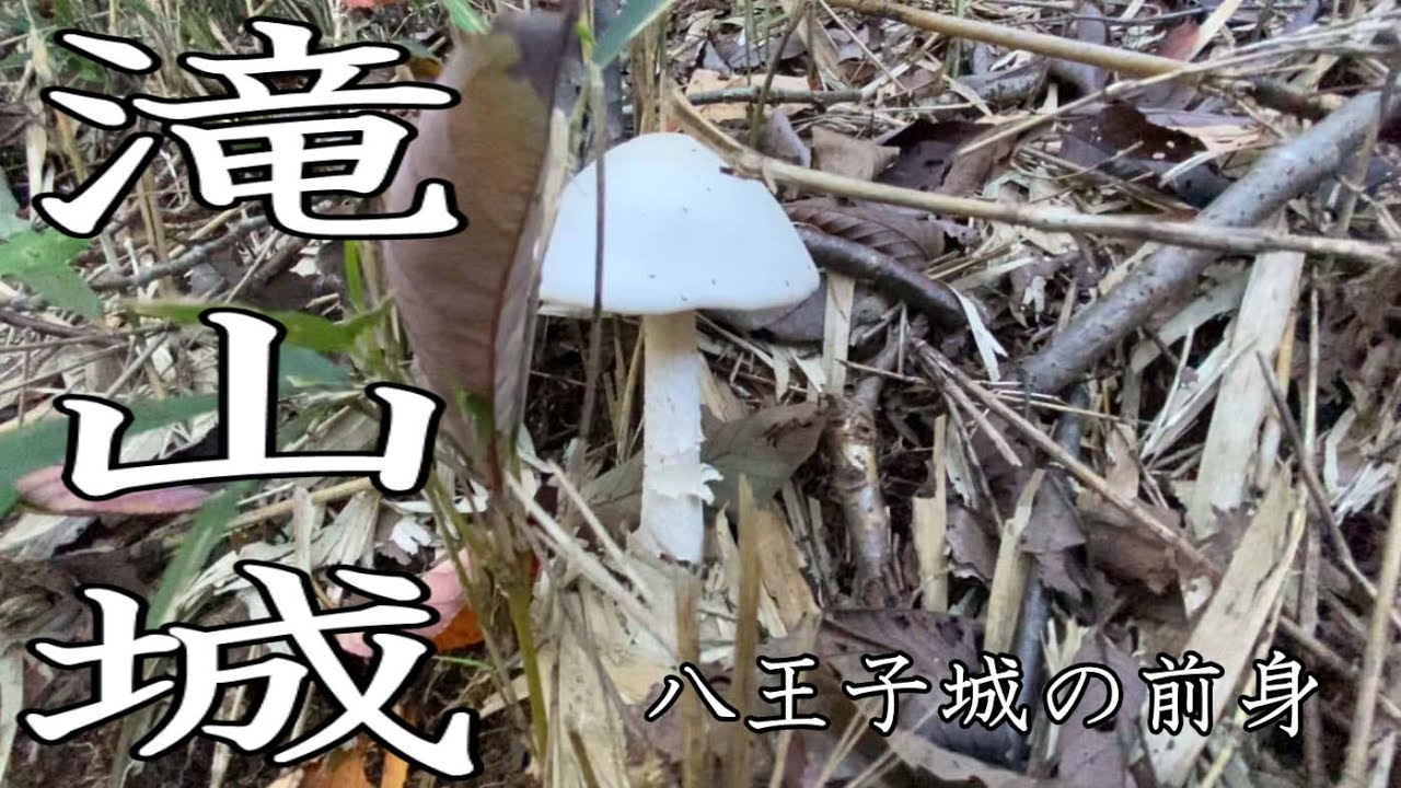 八王子城の前の本拠地「滝山城」、北条氏照が辛酸を舐めたお城へ！