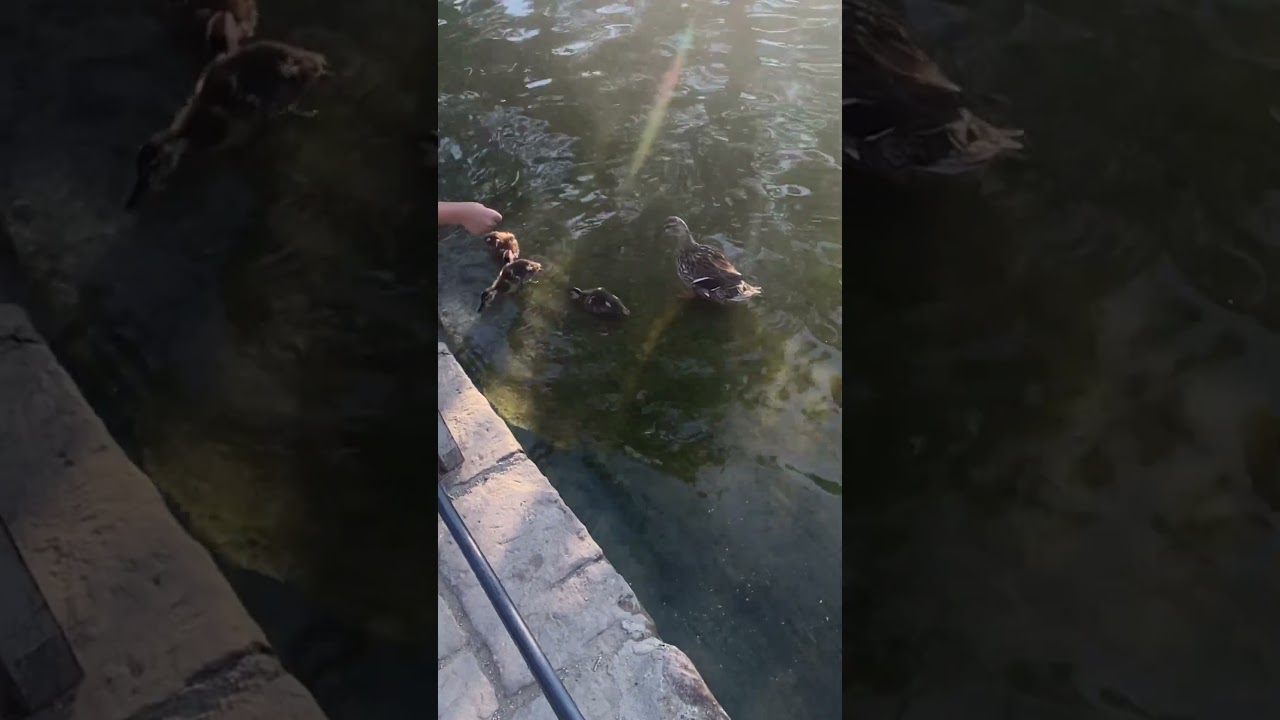 Peaceful Duck Family in Barcelona&rsquo;s Ciutadella ParkDuckling Swimming in the Heart of BarcelonaNature