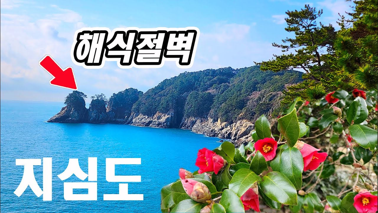 거제 지심도 동백꽃 여행~!! 붉고 고운 지심도의 봄을 찾아서~ 2월 말 동백꽃 개화 상황??