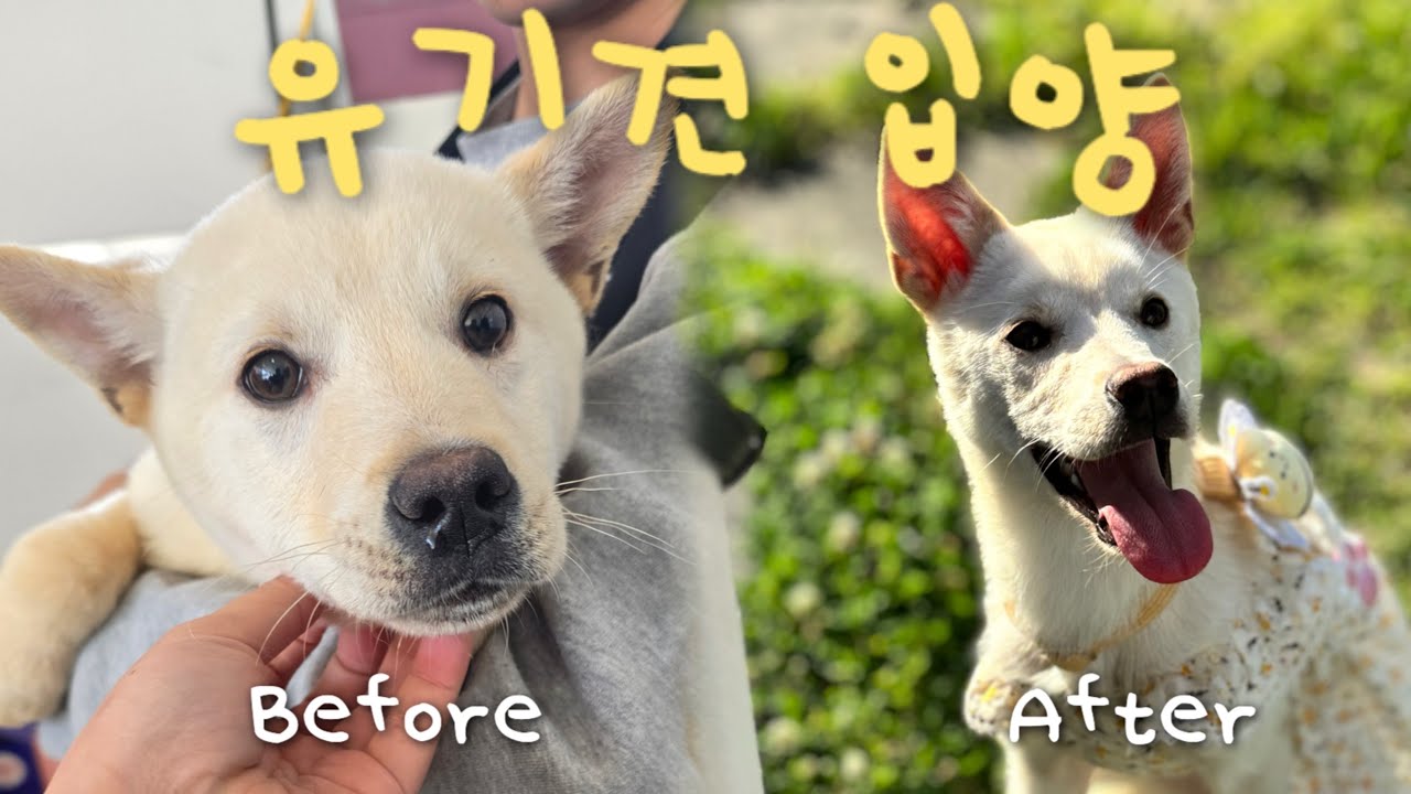 유기견 입양 브이로그 | 임보 끝에 평생 가족이 되었습니다 (수의대생 나홀로 진도믹스 입양기)