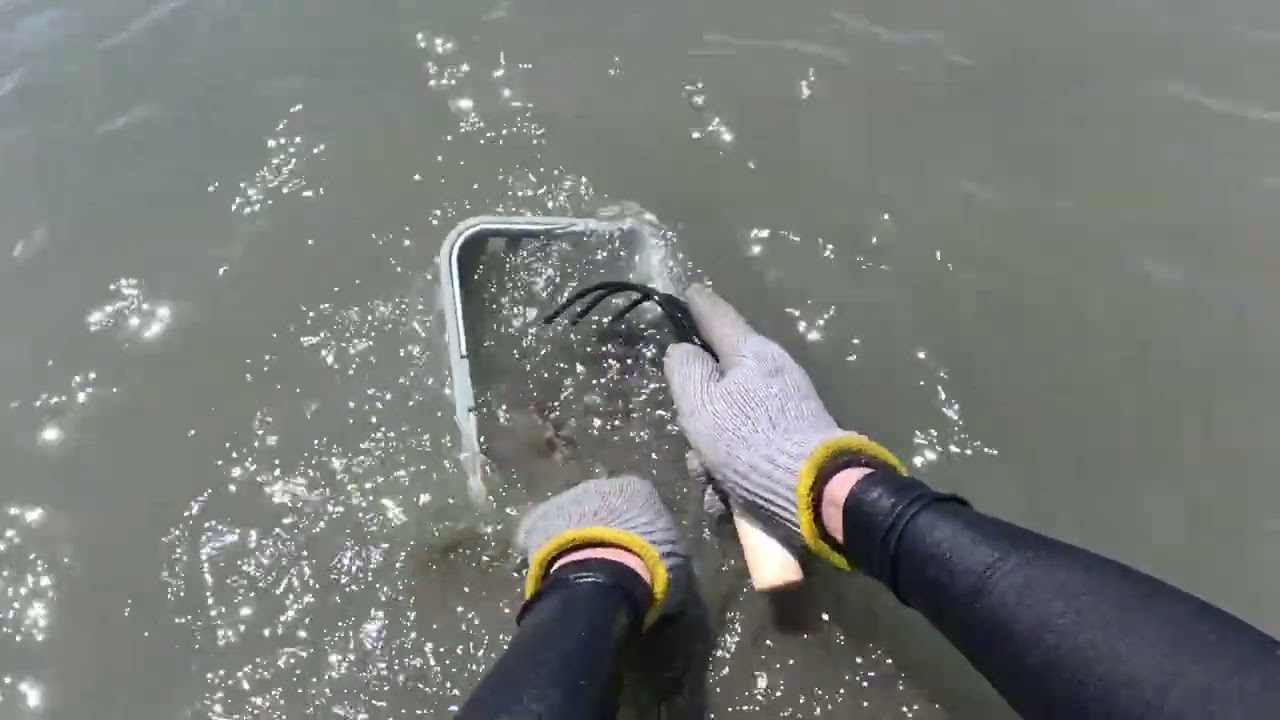 2025年4月26日 樽水海岸で潮干狩りしてみた