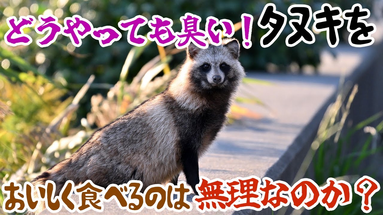 どうやっても臭い！タヌキを美味しく食べるのは無理なのか？
