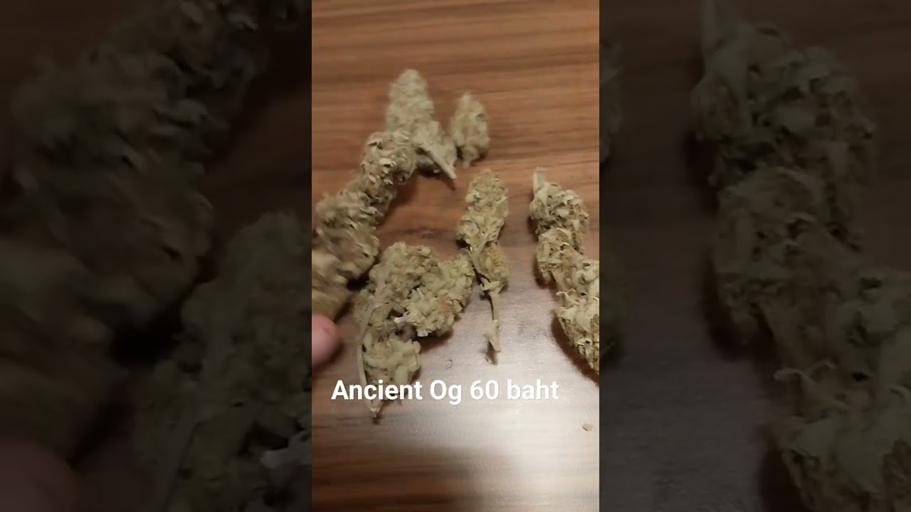 Ancient Og organic #thailand #chiangmai #hemp #420 #710 #livingsoil #mmj