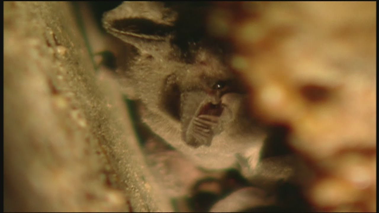 Rabies outbreak worsens in Eddy County