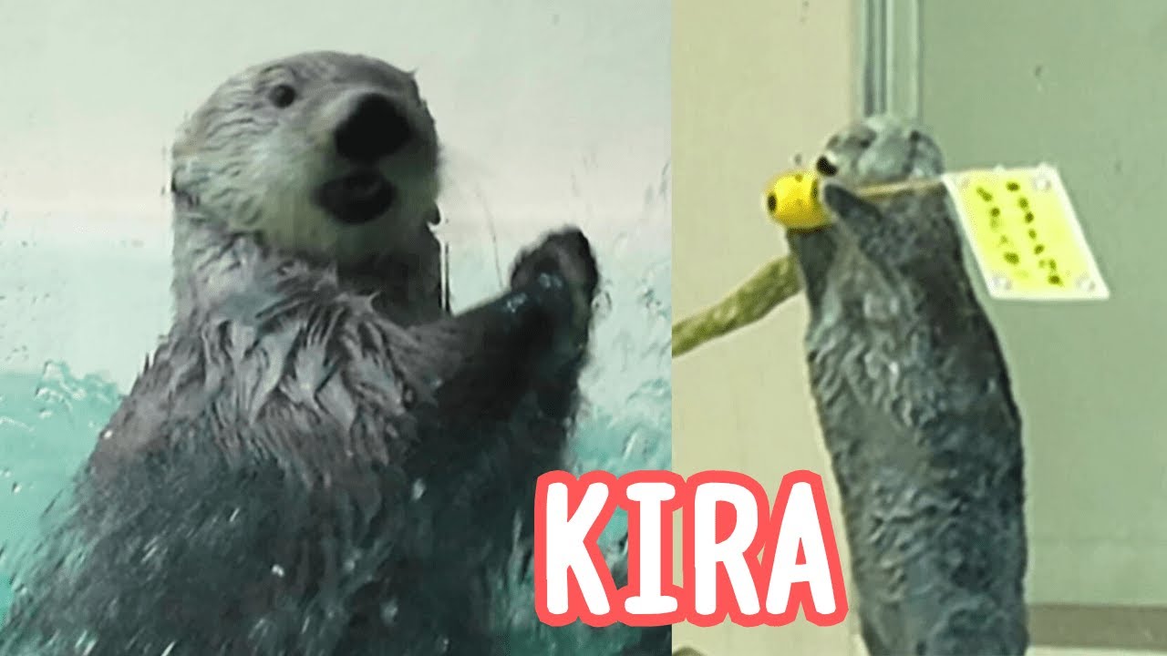 ラッコ 旗持ちキラちゃんの健康チェックとガラスコンコン⭐🐾 #鳥羽水族館 #seaotter #meoTube_Travel