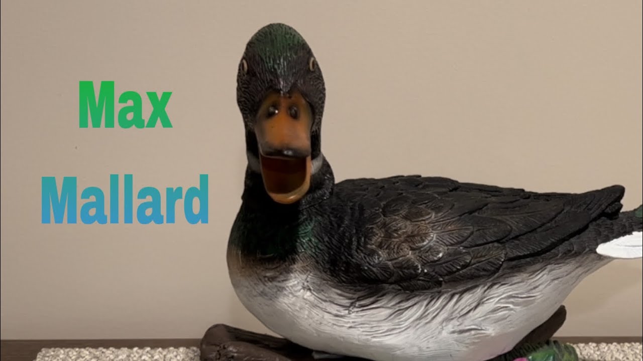 ‘Max Mallard’ Singing and Talking Duck