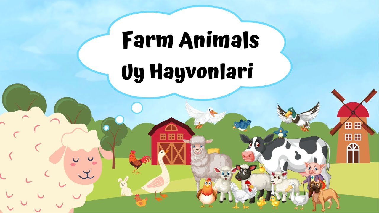 Farm Animals - Uy Hayvonlari