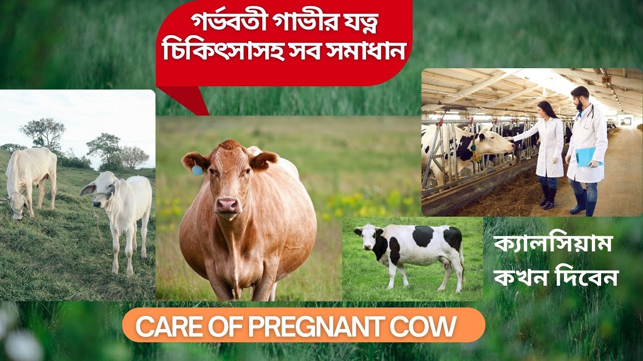 গর্ভবতী গাভীর যত্ন 🐄 | Healthy Calf পেতে গাভীর সঠিক পরিচর্যা জানুন | Care of Pregnant Cows