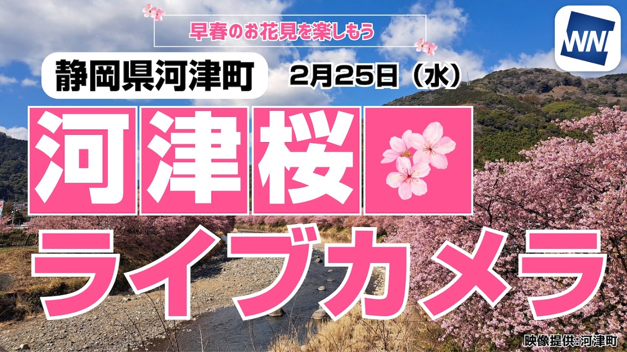【桜ライブカメラ2026】河津桜／「静岡県河津町」ライブカメラより/Cherry Blossom Live Camera　 2026年2月25日(水)  #桜  #さくら #河津桜
