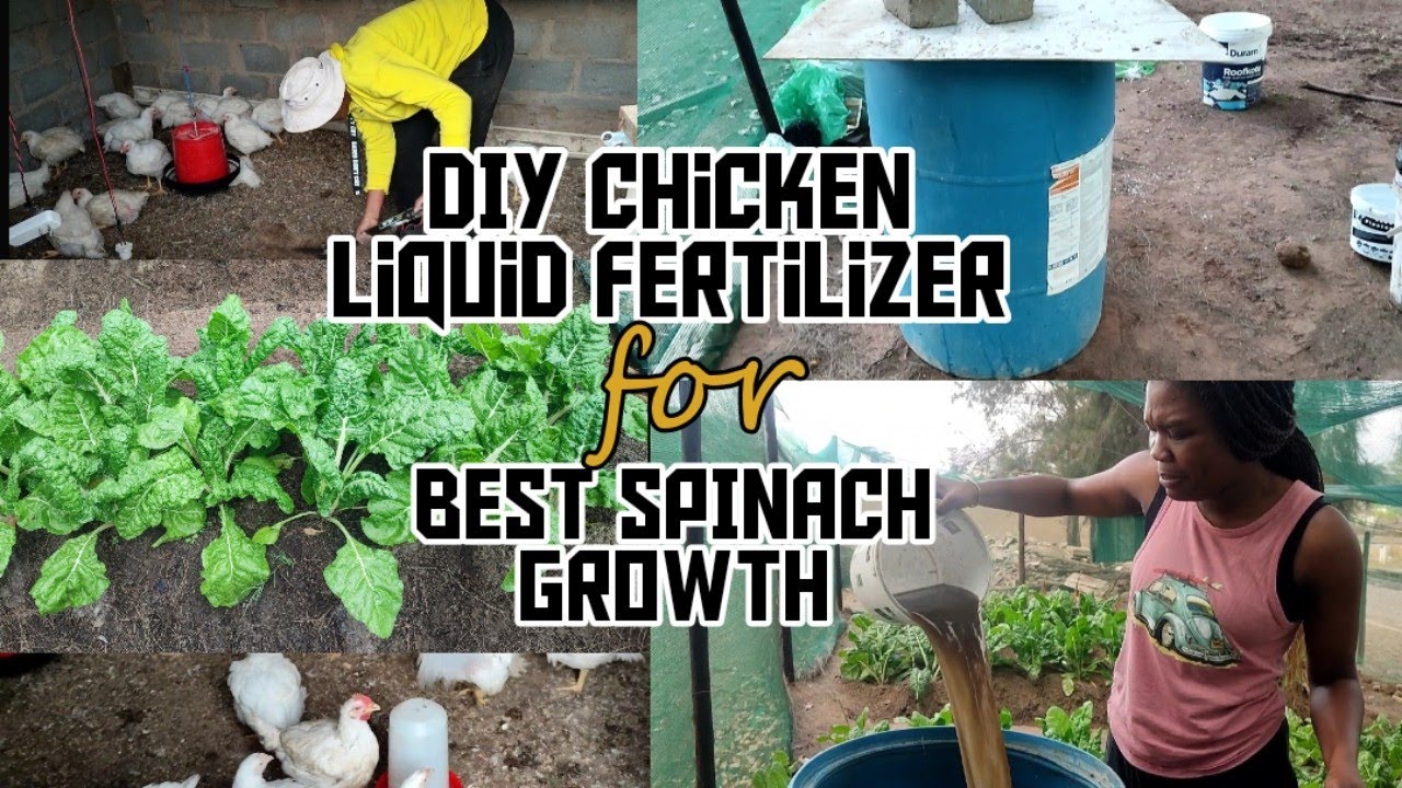 RESULTS | My SPINACH Grew BIGGER After MAKING this CHICKEN MANURE TEA